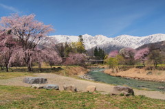 白馬村　大出の桜