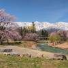 白馬村　大出の桜