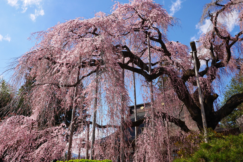 桜・慈雲寺