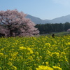 桜・黒部のエドヒガン