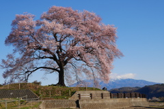 桜・わに塚