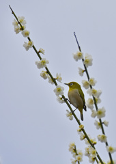 春きたる