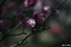 梅