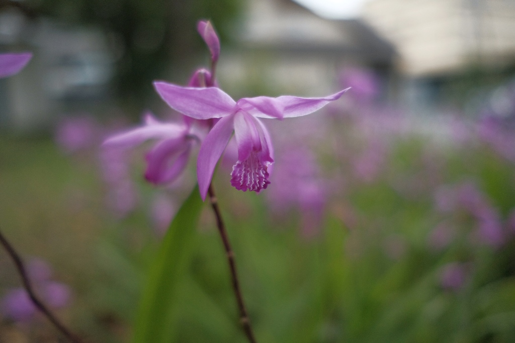 花ですが…