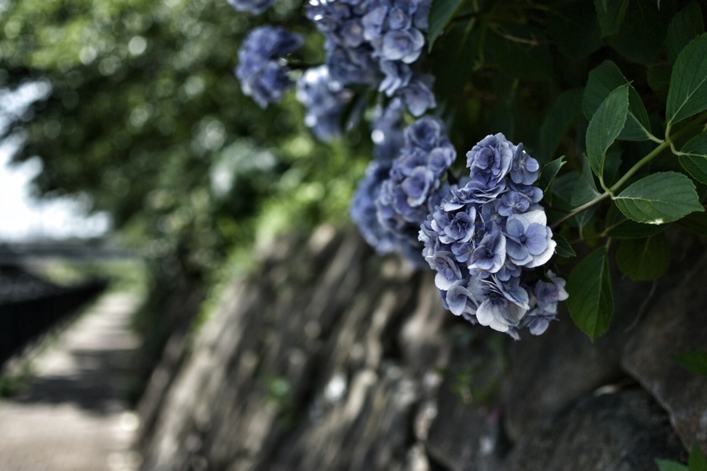  枯れぎみ紫陽花