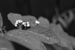 雨あがり