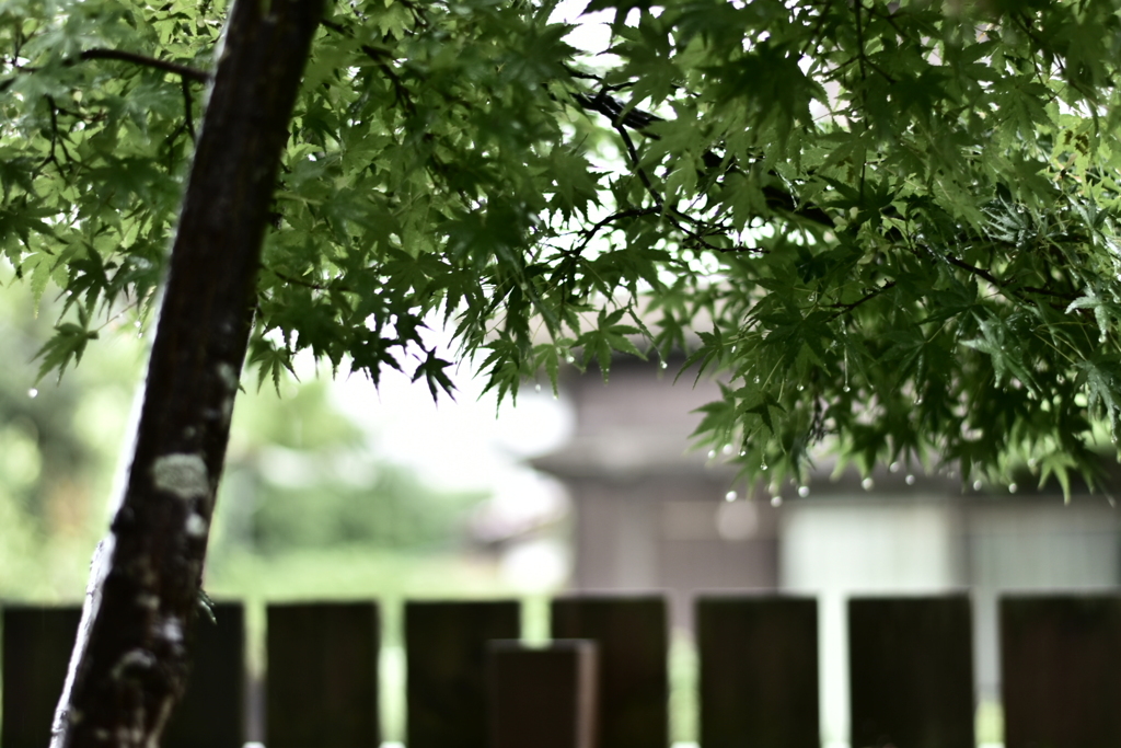 止まぬ雨 