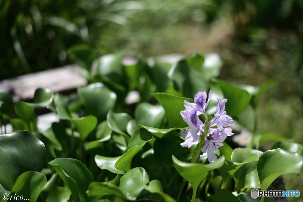水草の花
