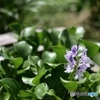 水草の花