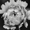 そっとお花を