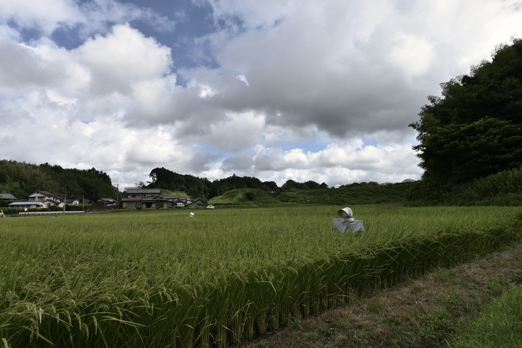 実るほど、頭を垂れる稲穂かな