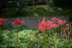 彼岸花が咲くころ