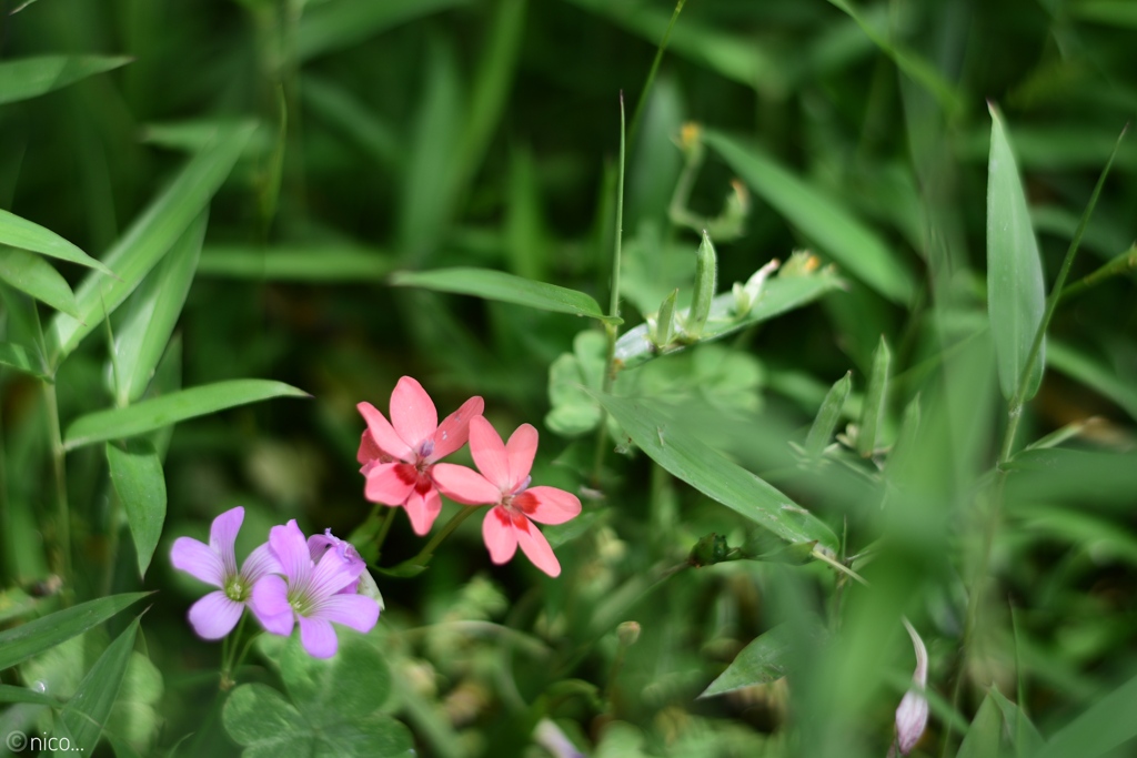 草むらの小花