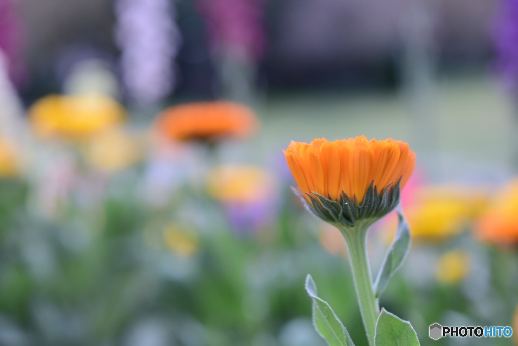 そっとお花を