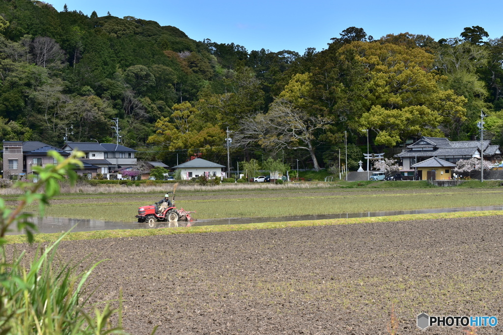 のどか