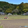 のどか