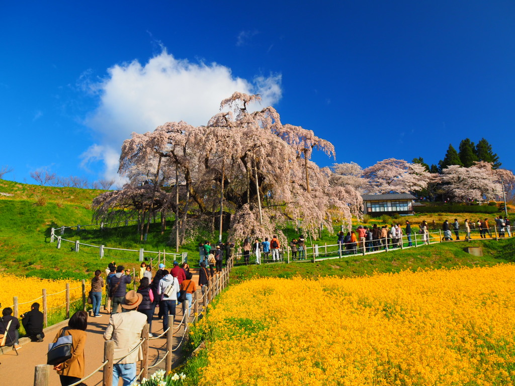 三春の滝桜