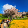 三春の滝桜