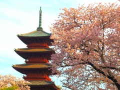 桜