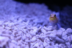 魚
