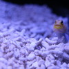 魚