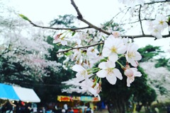 お花見
