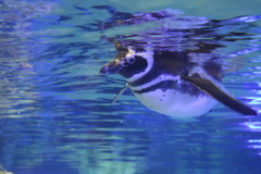 ペンギン