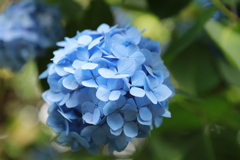 梅雨の花　その２