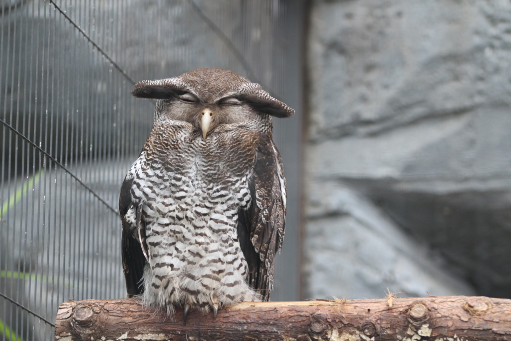 上野動物園　その４