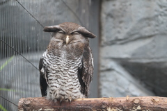 上野動物園　その４
