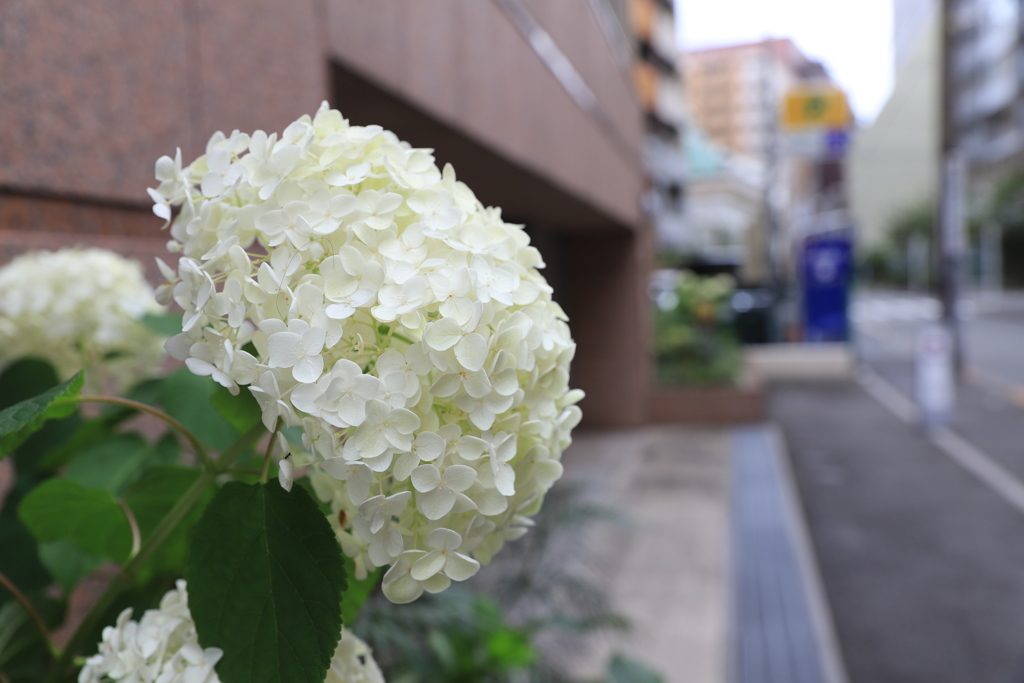 梅雨の花　その３