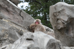上野動物園　その３