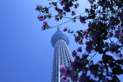 スカイツリーを望む　その３