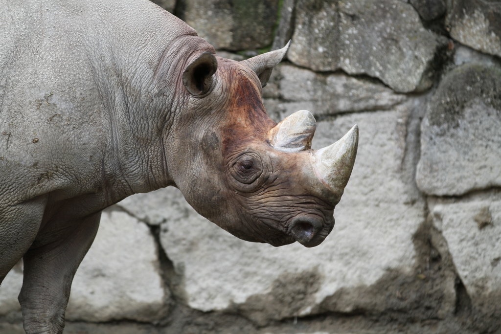 上野動物園　その５