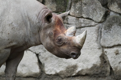 上野動物園　その５