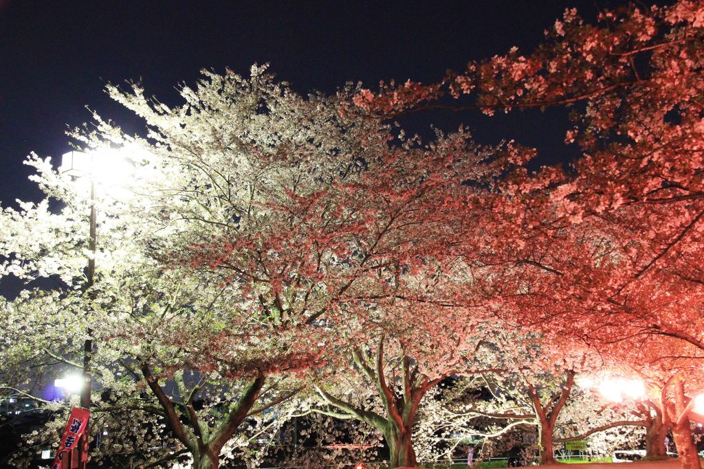 夜桜のコントラスト