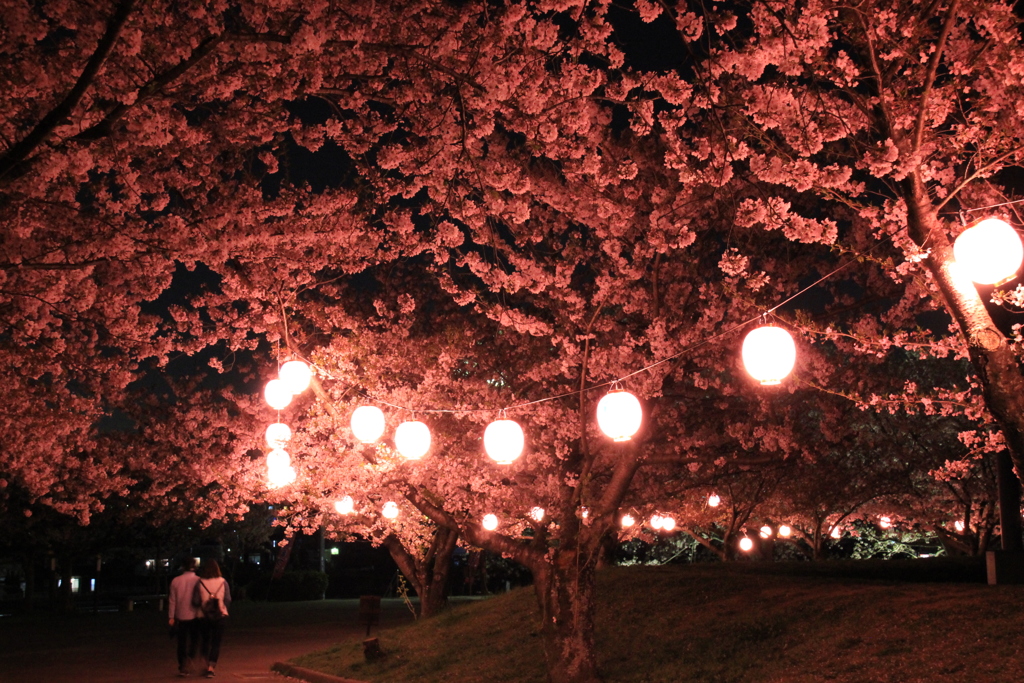 夜桜と恋人