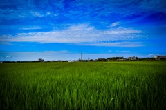 田園風景