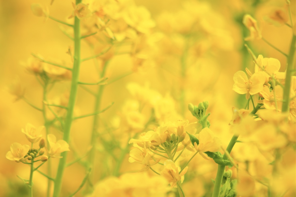 菜の花