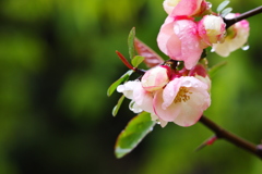 雨に息づく