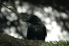 Crow