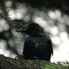 Crow