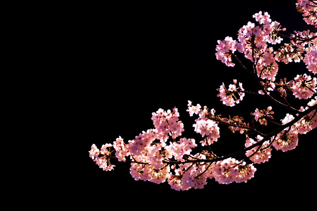 静にして華