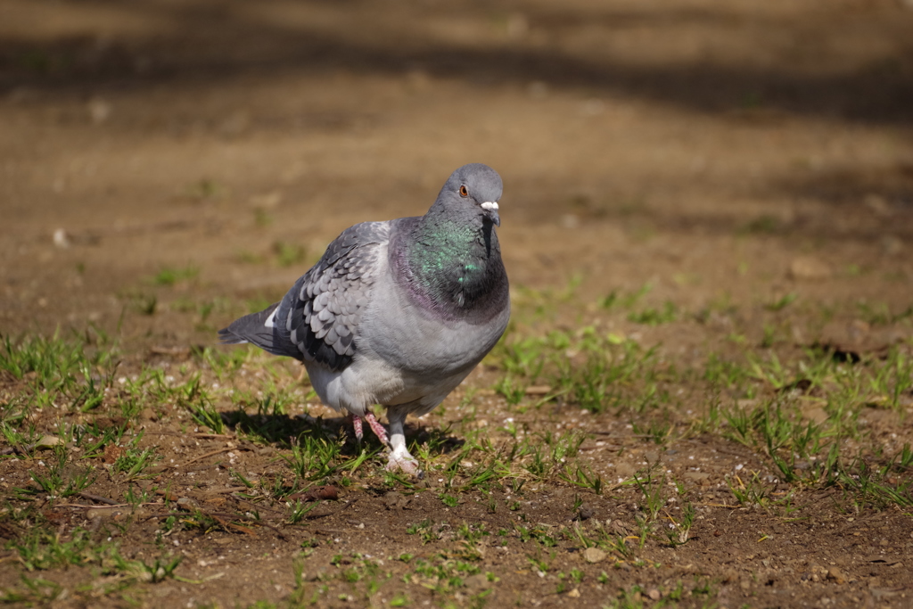 陽射しの中の一歩