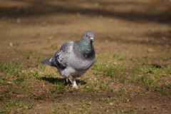 陽射しの中の一歩