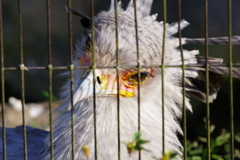 色は匂へど籠の中