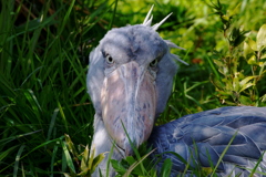 上野の怪鳥