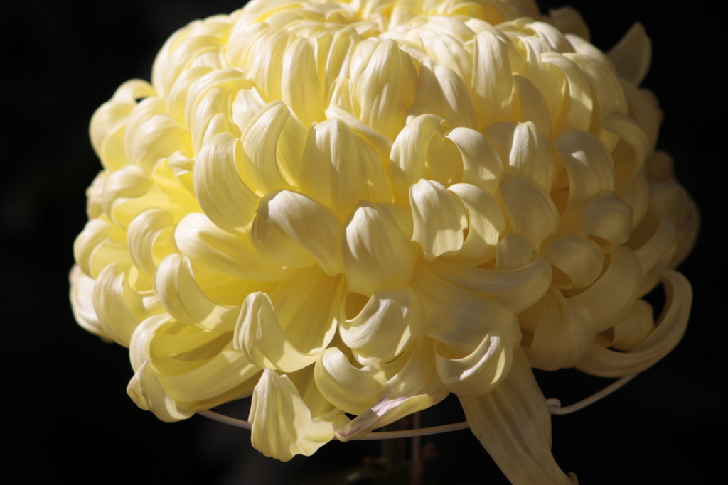菊