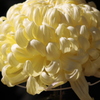菊