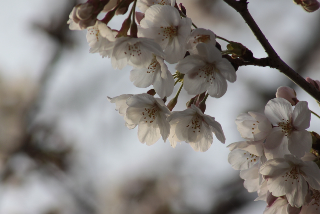 旭桜②